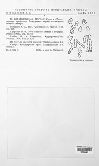 Polythrincium trifolii image